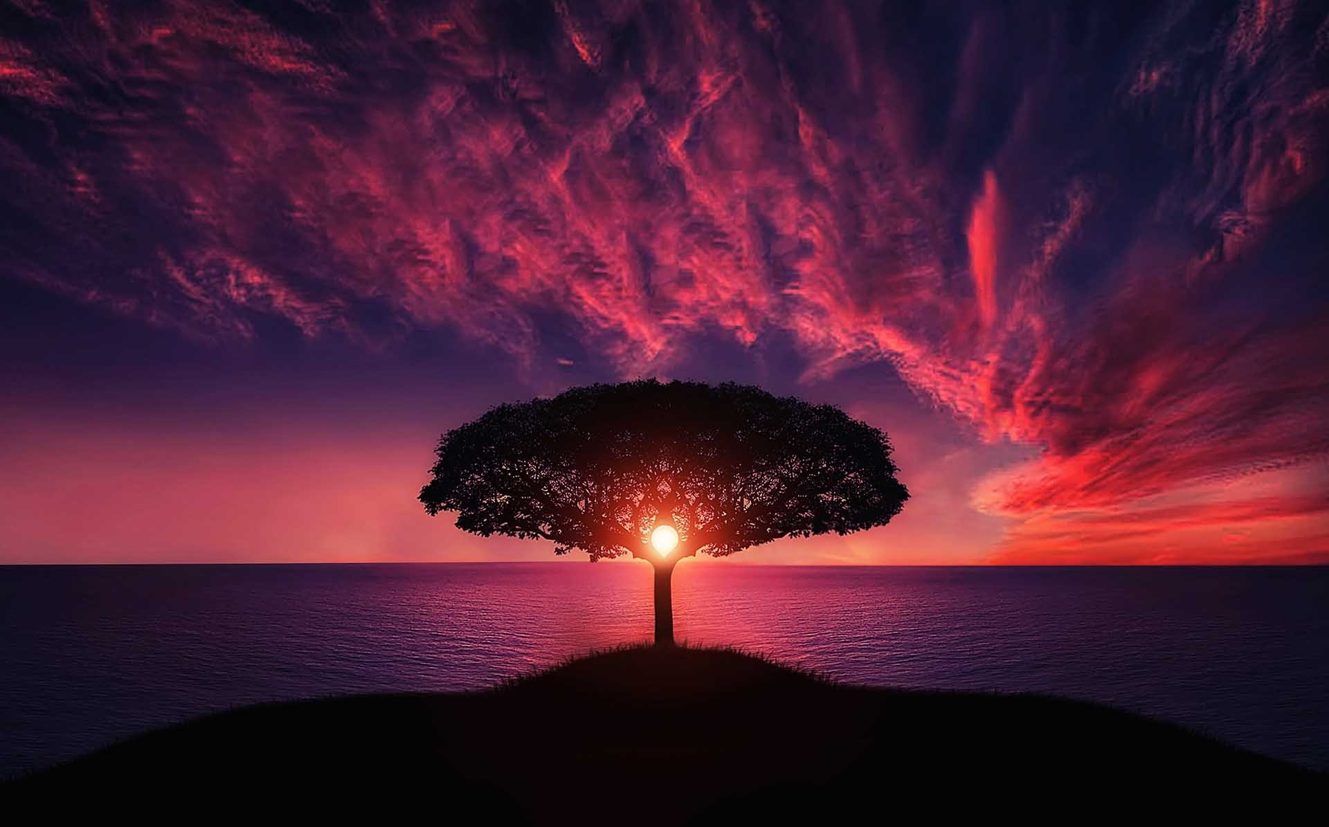 Tree & Sunset