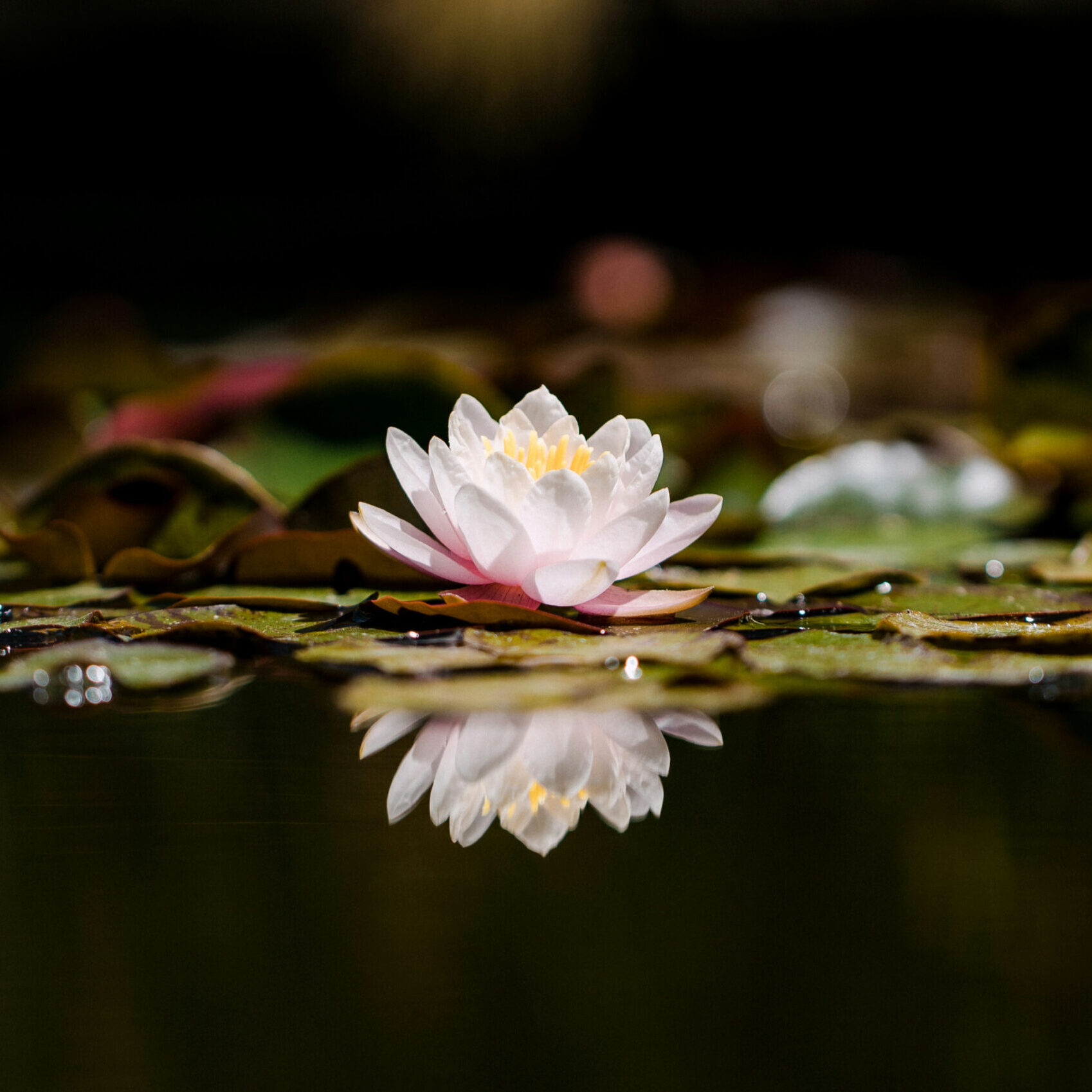 Lotus